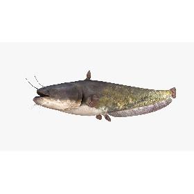 3D模型-European Wels Catfish Green-Brown 3D model